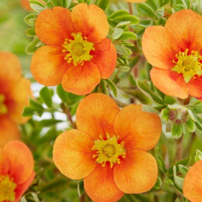 Potentilla Hopley's Orange C2